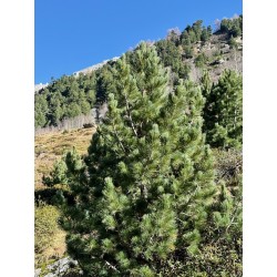 Hydrolat de pin Cembro