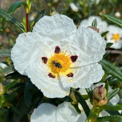 Hydrolat Ciste ladanifère