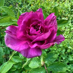 Eau florale de Rose