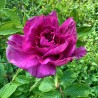 Eau florale de Rose