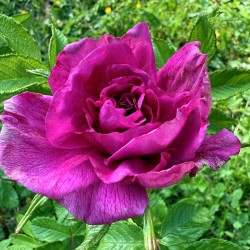 Roll-on Rose 10 ml | Rose de Damas | Hydrolacîme