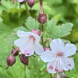 Fleurs de Géranium macrorrhizum ‘Spessart’ utilisées pour un hydrolat artisanal HydrolaciMe en Haute-Savoie