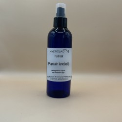 Hydrolat de Plantain lancéolé
