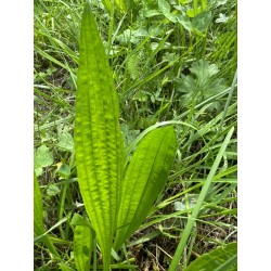 Hydrolat de Plantain lancéolé