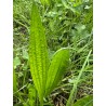 Hydrolat de Plantain lancéolé