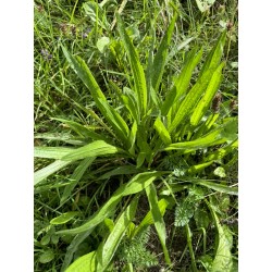 Hydrolat de Plantain lancéolé