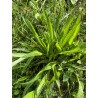 Hydrolat de Plantain lancéolé