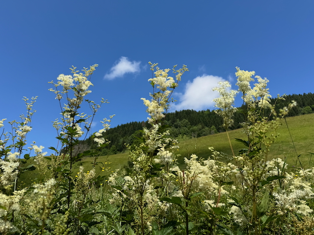 La reine des prés au début de la floraison