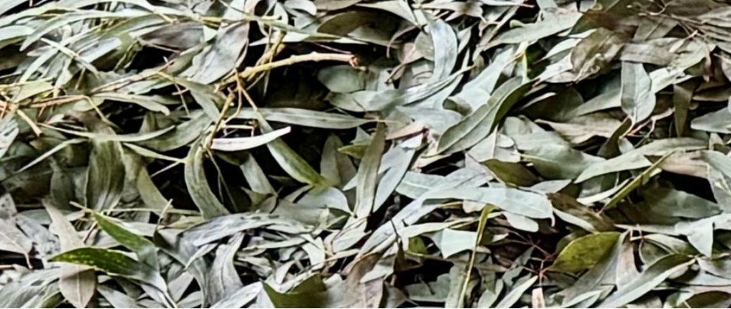 Quel est le rapport entre l'Eucalyptus et l'arbre à fièvre ?