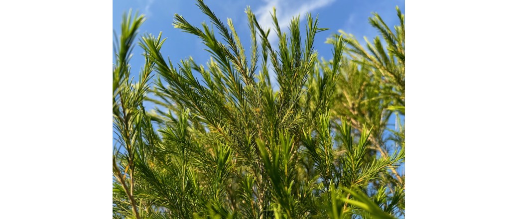 Les bienfaits du tea tree Les bienfaits du tea tree