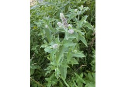 Menthe poivrée, menthe marocaine, menthe sylvestre : trois menthes, trois personnalités