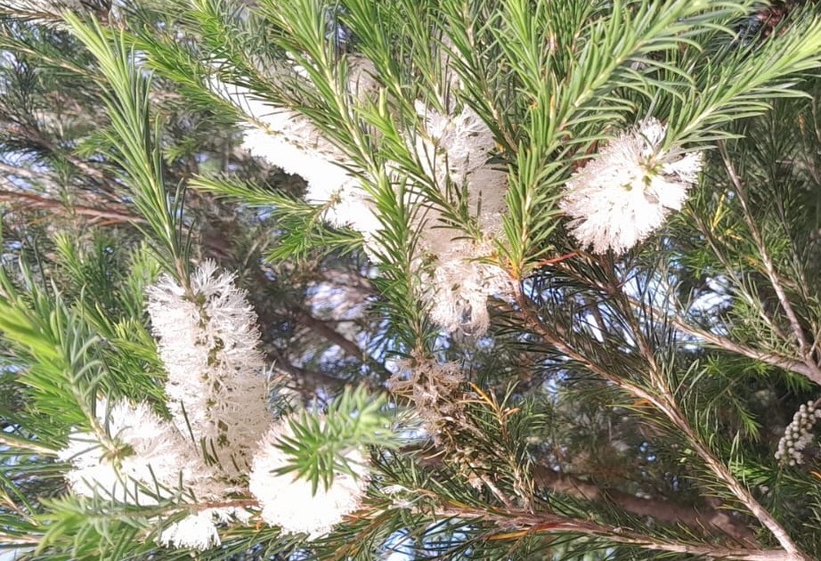 Les bienfaits du tea tree